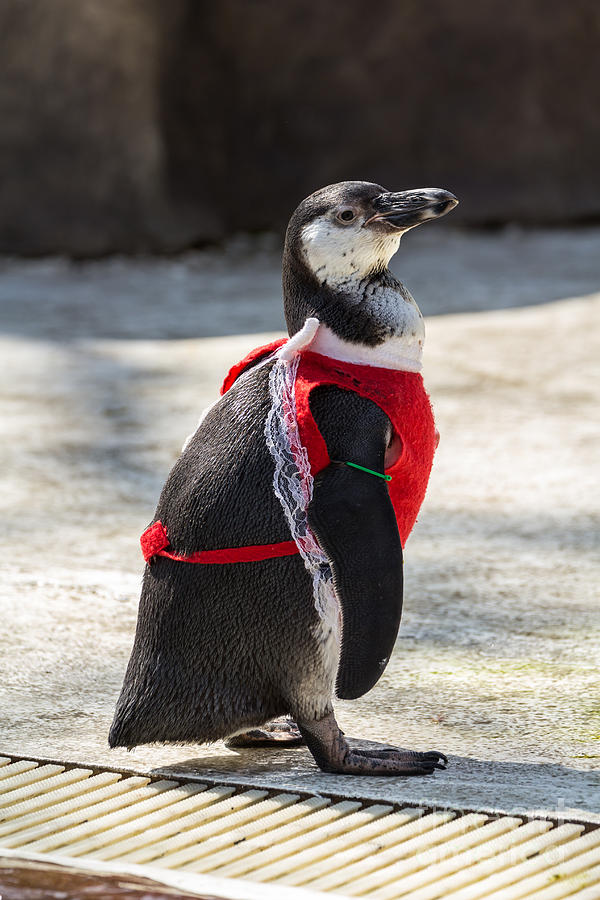 Penguin #1 Photograph by Tosporn Preede