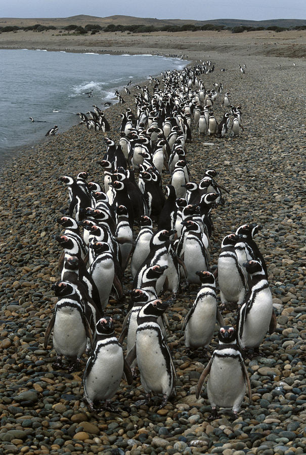 Penguins In Patagonia, Argentina Photograph by Peter Essick - Fine Art ...