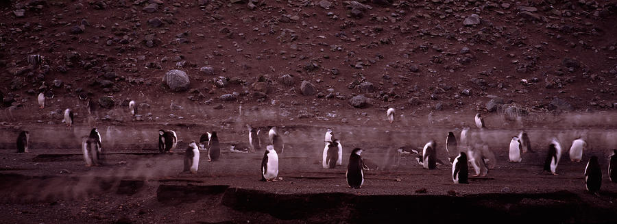 Penguin Photograph - Penguins Make Their Way To The Colony #1 by Panoramic Images