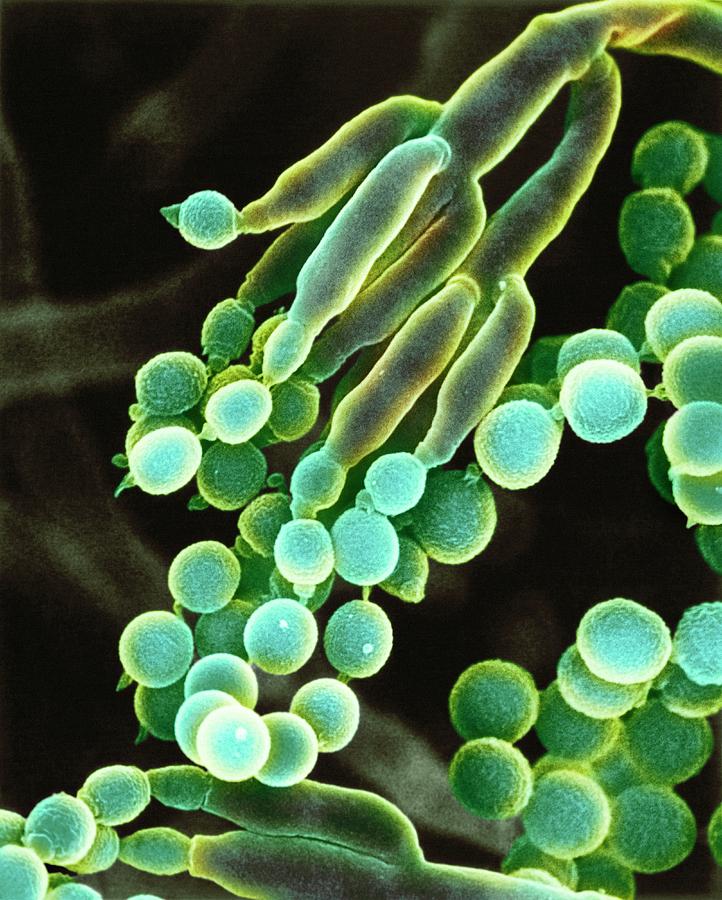 Nature Photograph - Penicillin Fungus #1 by Dr Jeremy Burgess