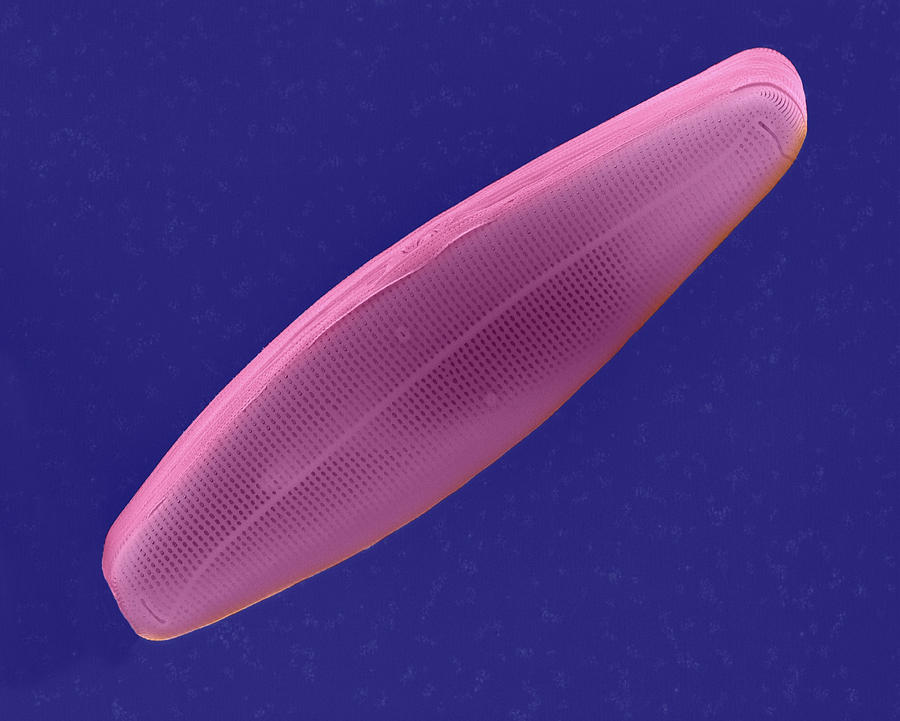 Up Movie Photograph - Pennate Diatom Frustule (navicula Sp.) #1 by Dennis Kunkel Microscopy/science Photo Library