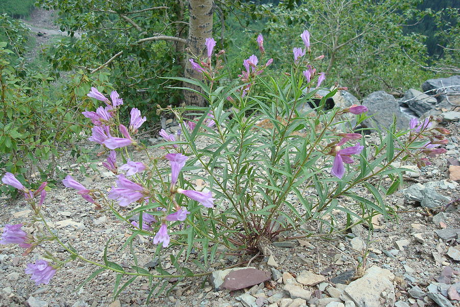 Penstemon #1 Photograph by Susan Woodward