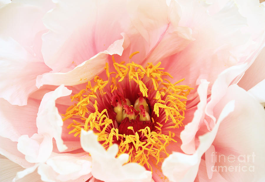 Peony Flower #1 Photograph by Charline Xia