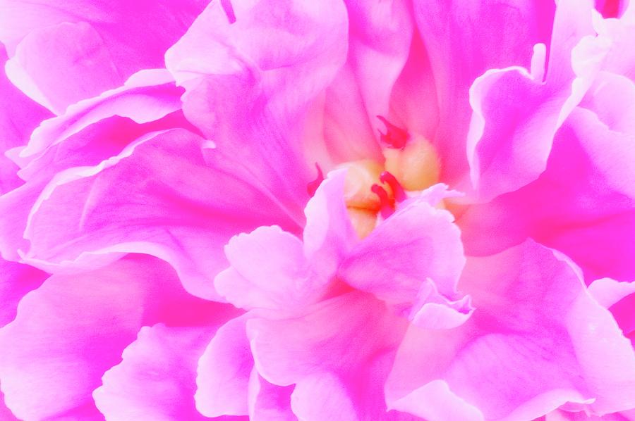 Peony Flower Petals Photograph by Maria Mosolova/science Photo Library