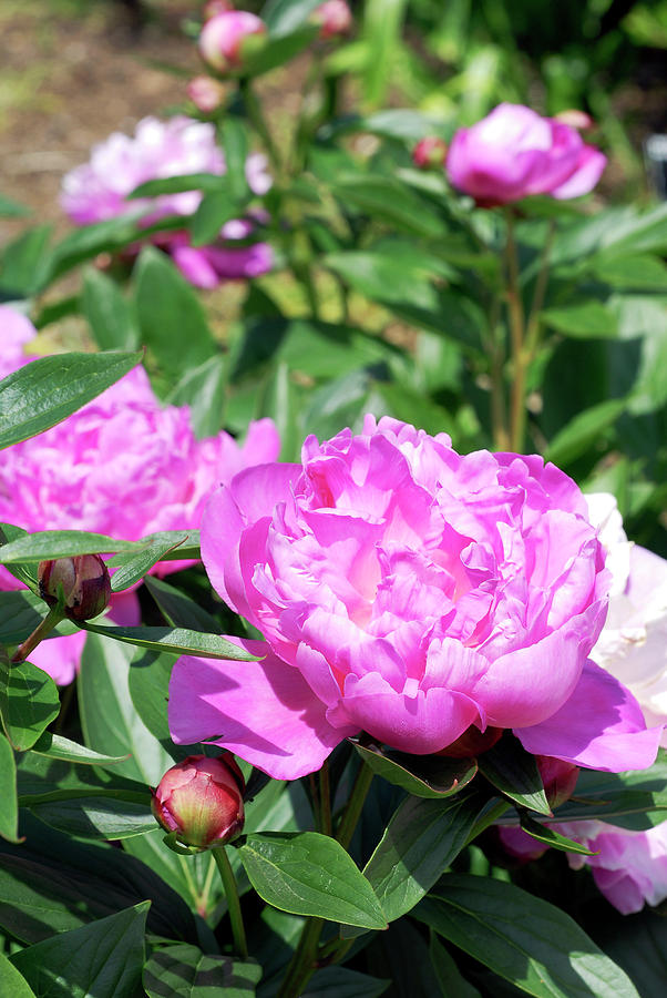 Peony (paeonia Lactiflora 'heirloom') Photograph By Anthony Cooper 