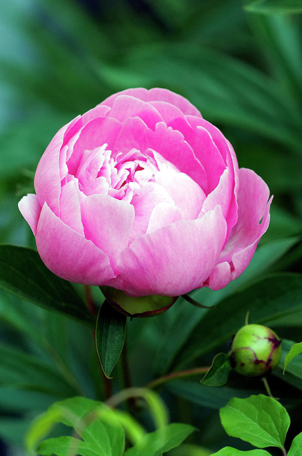Peony (paeonia Sp.) #1 Photograph by Science Photo Library Peony (paeonia Sp.) #1 Photograph by Science Photo Library