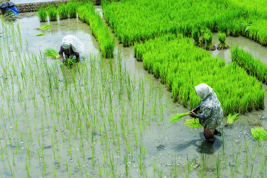 People Harvesting In The Rice Terraces Photograph by Michael Runkel ...