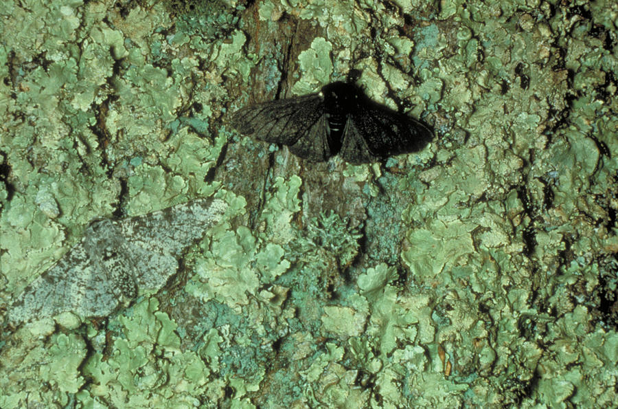 Peppered Moths #1 Photograph by Michael Willmer Forbes Tweedie