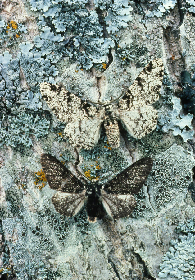 Peppered Moths #1 Photograph by Perennou Nuridsany