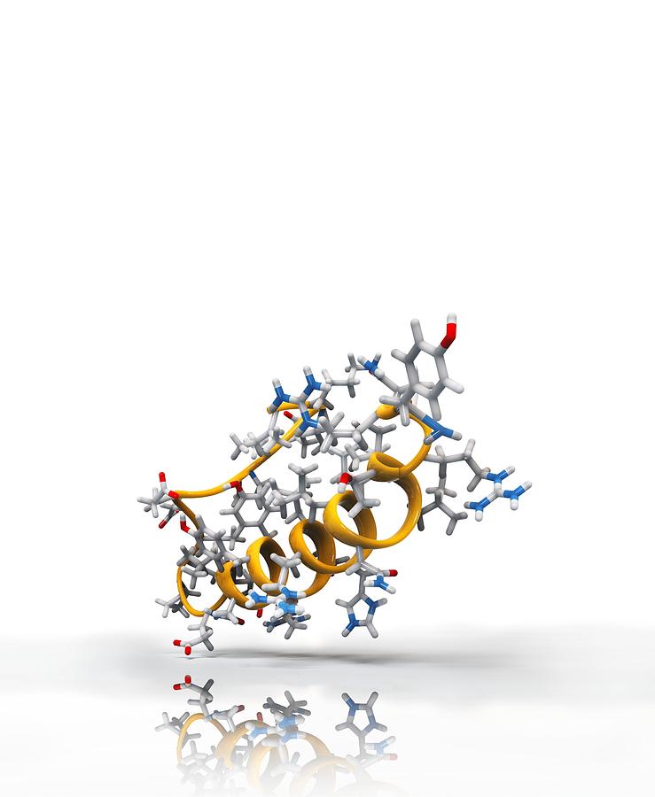 Peptide YY obesity hormone molecule #1 Photograph by Science Photo ...