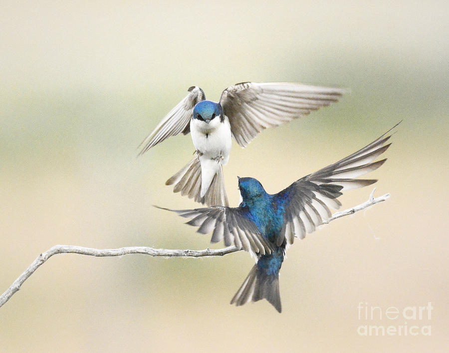 Swallow Photograph - Perch Dispute #2 by Dennis Hammer