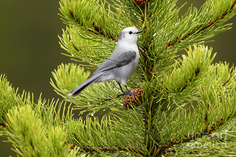 Perched Gray Jay #1 Photograph by Dennis Hammer