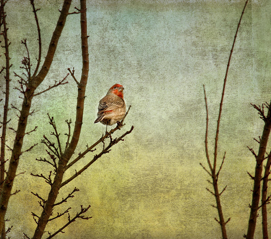 Finch Photograph - Perched #1 by Rebecca Cozart
