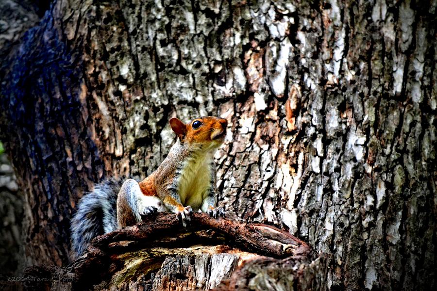 Perching Squirrel #1 Photograph by Tara Potts