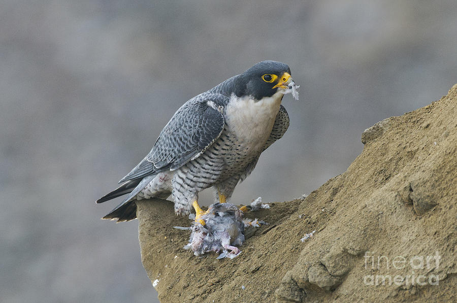 Peregrine Eating Pigeon #1 Photograph by Anthony Mercieca