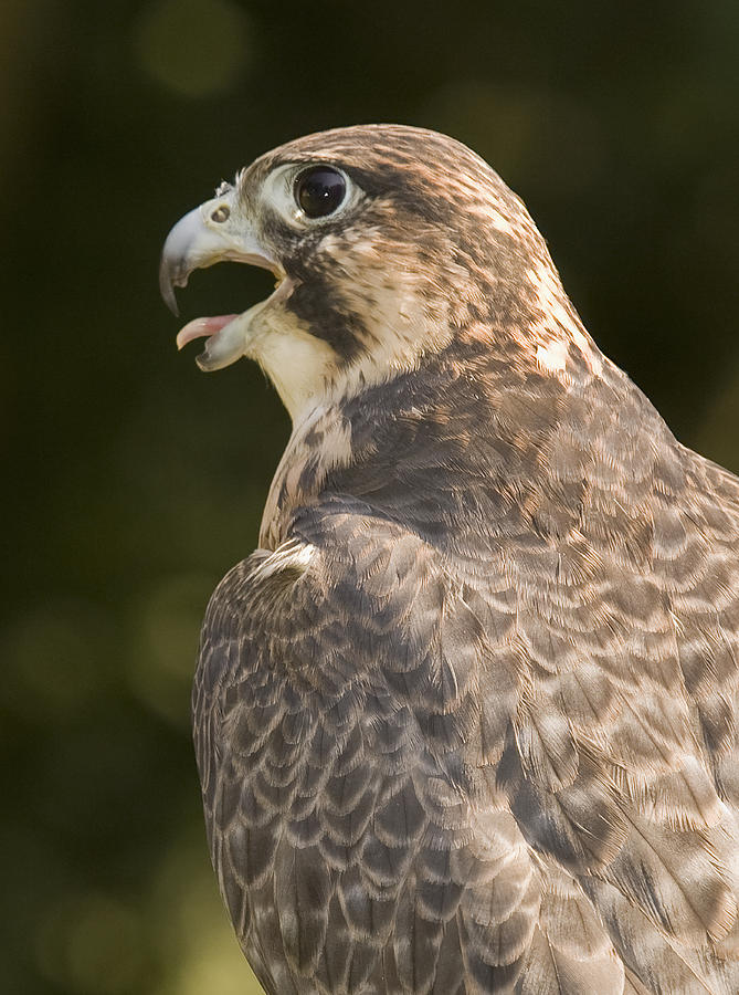 Peregrine Falcon #1 Photograph by Jack Nevitt