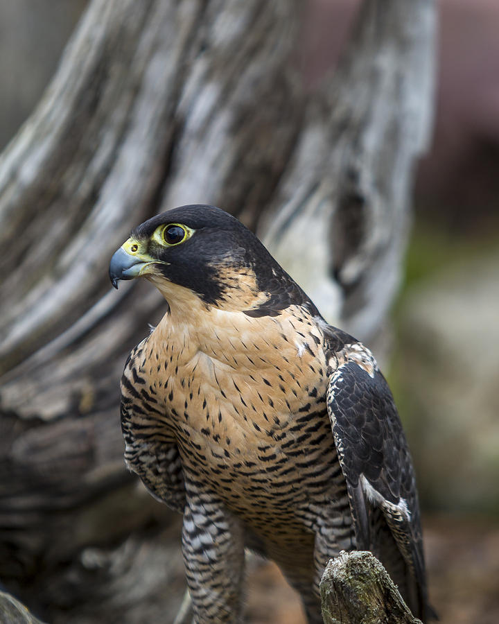 Peregrine Falcon #1 Photograph by Jack R Perry
