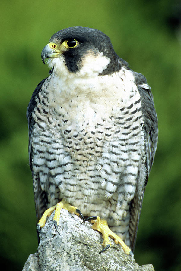 Peregrine Falcon #1 Photograph by John Devries/science Photo Library