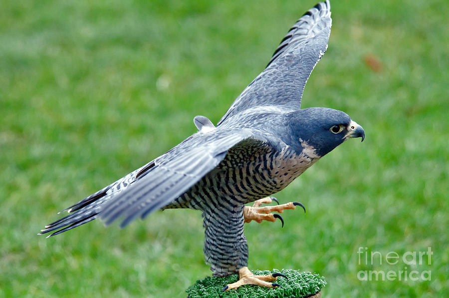 Peregrine Falcon #1 Photograph by Mark Newman