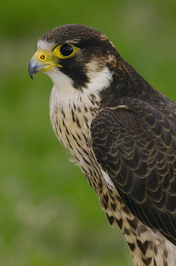Peregrine Falcon Portrait Ecuador Photograph by Pete Oxford