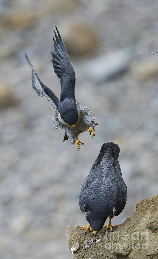 Peregrine Falcons Mating #1 Photograph by Anthony Mercieca