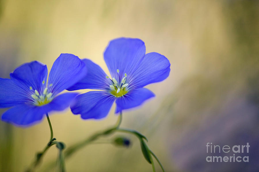 Perennial Flax Flowers #3 Photograph by Inga Spence