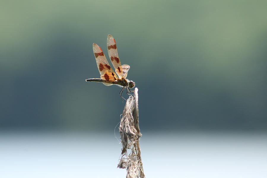 Insects Photograph - Perfect View #1 by Neal Eslinger