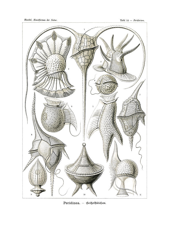 Ernst Haeckel Drawing - Peridinea #1 by Ernst Haeckel