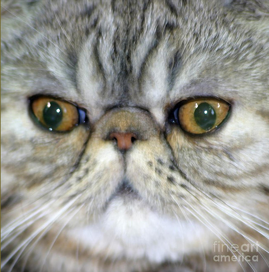 Nature Photograph - Persian Cat #1 by Jan Tyler