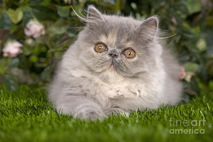 Persian Cat Kitten #1 Photograph by Jean-Michel Labat