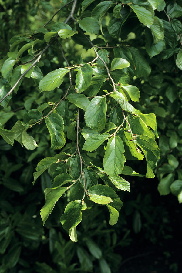 Persian Ironwood Leaves Photograph by Jim D Saul/science Photo Library ...