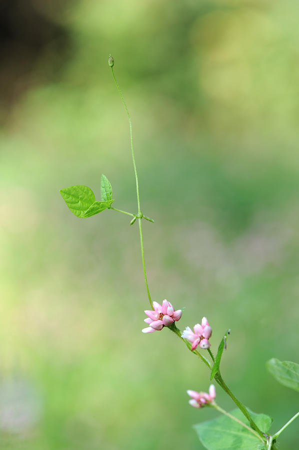 Persicaria thunbergii Photograph by Byungkyu Choi - Fine Art America