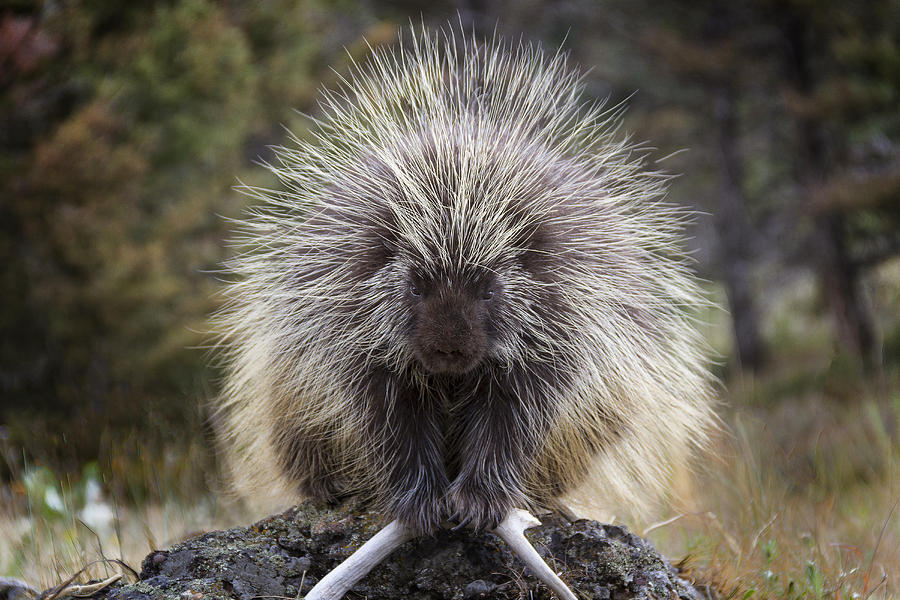 Wildlife Photograph - Persnickety Porcupine by Elaine Haberland