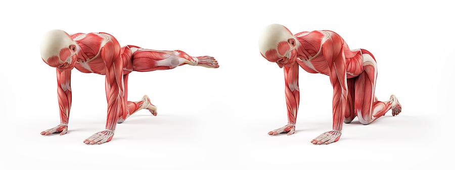 Illustration Photograph - Person Exercising #1 by Sebastian Kaulitzki