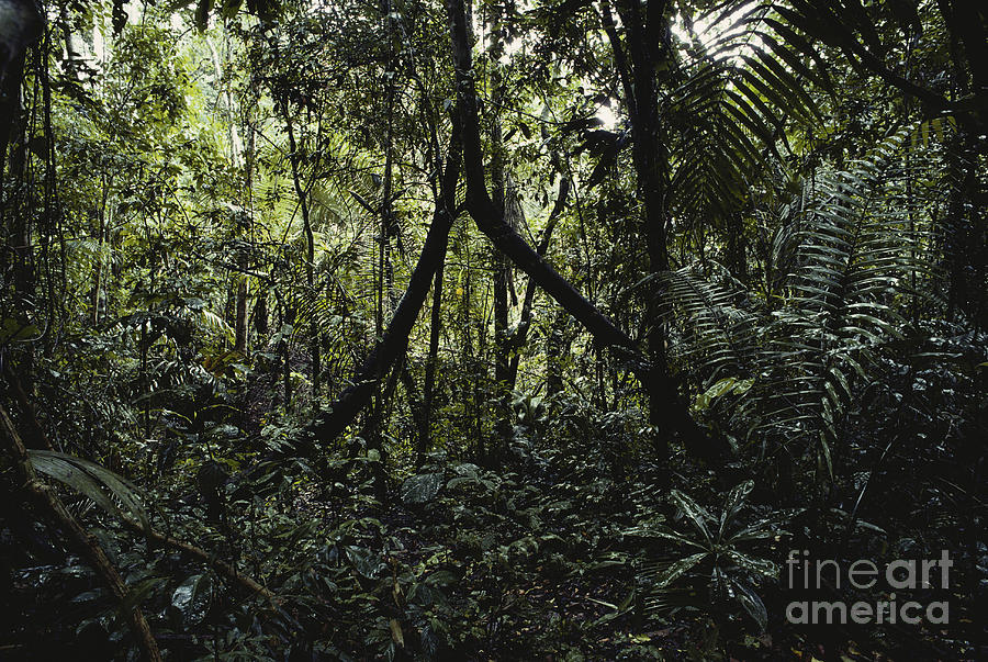 Peruvian Amazon #1 Photograph by Gregory G. Dimijian, M.D.