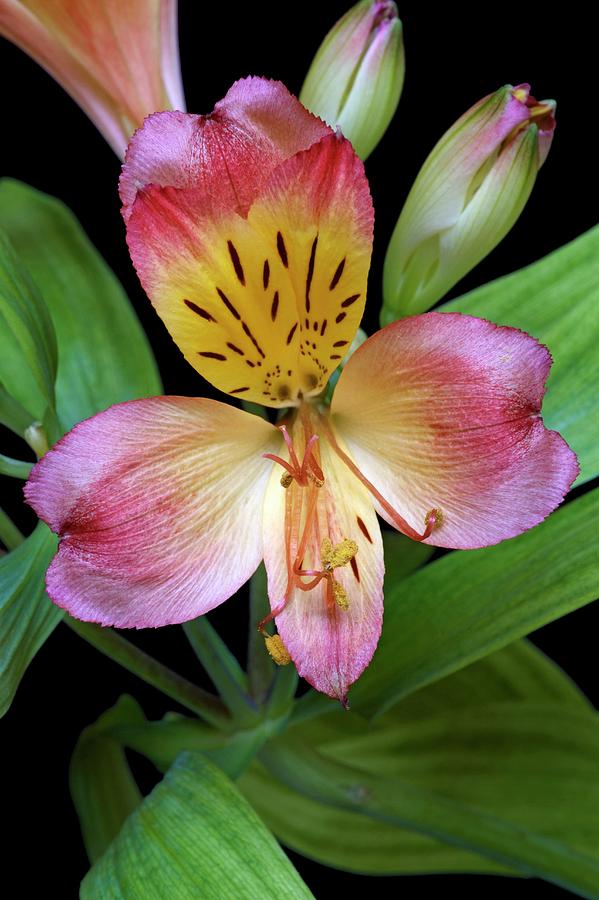 Flower Photograph - Peruvian Lily (alstroemeria X Hybrida) #1 by Dr. Nick Kurzenko