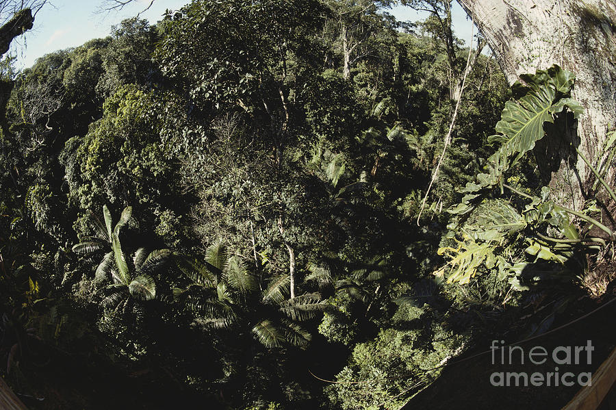 Peruvian Rainforest Canopy #1 Photograph by Gregory G. Dimijian, M.D.