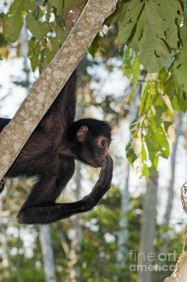 Peruvian Spider Monkey #1 Photograph by William H. Mullins