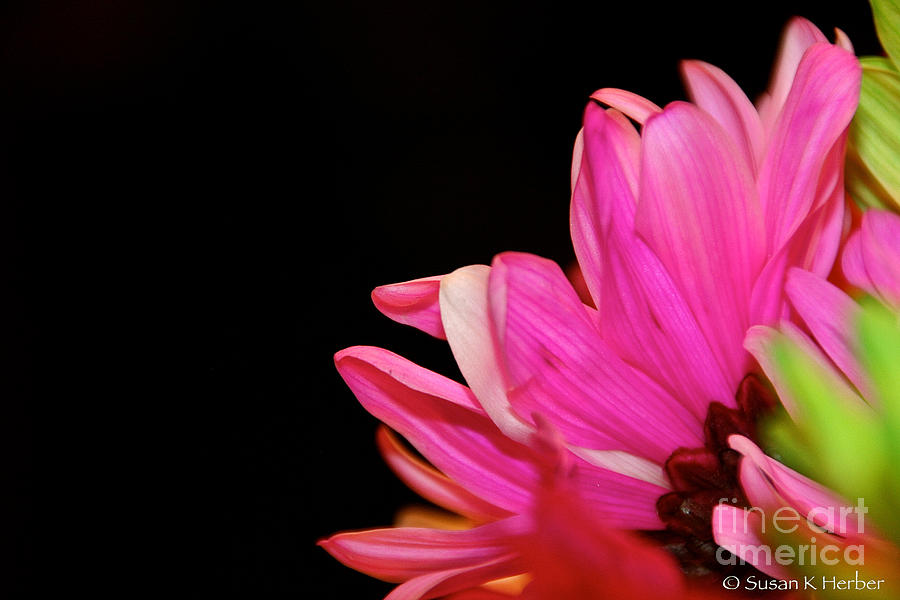 Petal Me Pink #1 Photograph by Susan Herber