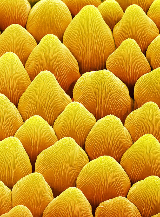 Nature Photograph - Petal Papillae, Sem #1 by Power And Syred