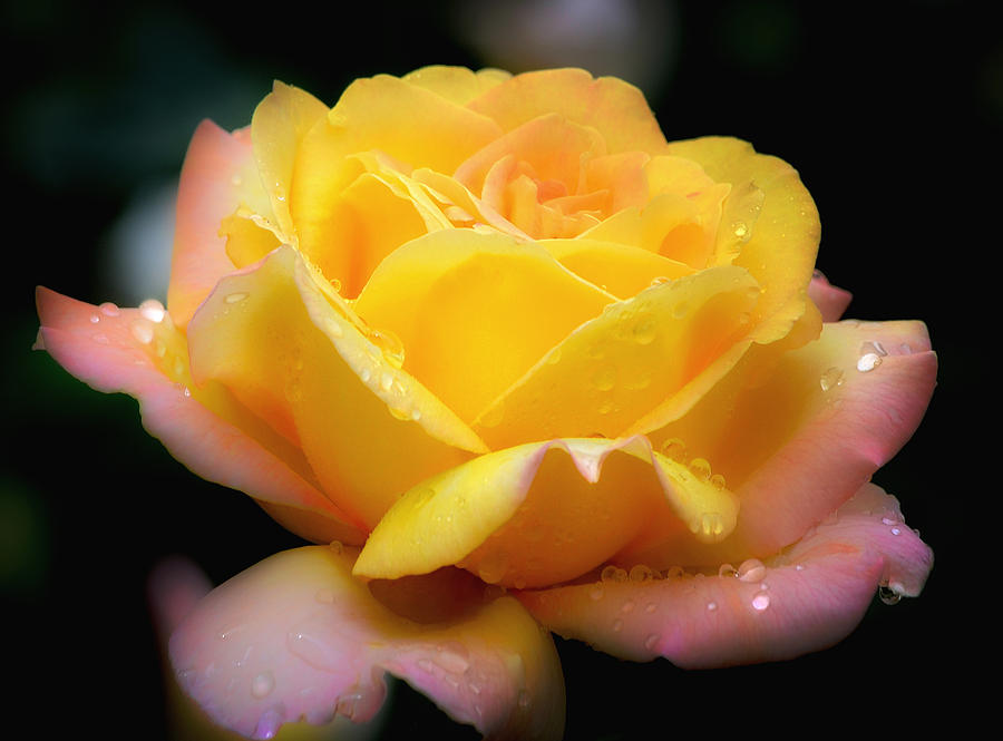 Petals and Drops Photograph by Julie Palencia Petals and Drops Photograph by Julie Palencia