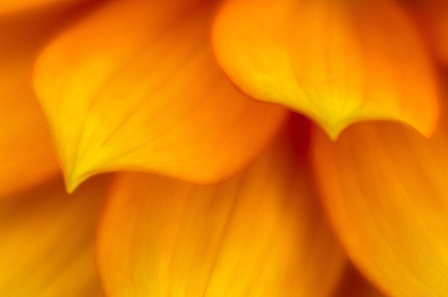 Petals #1 Photograph by Greg Nyquist