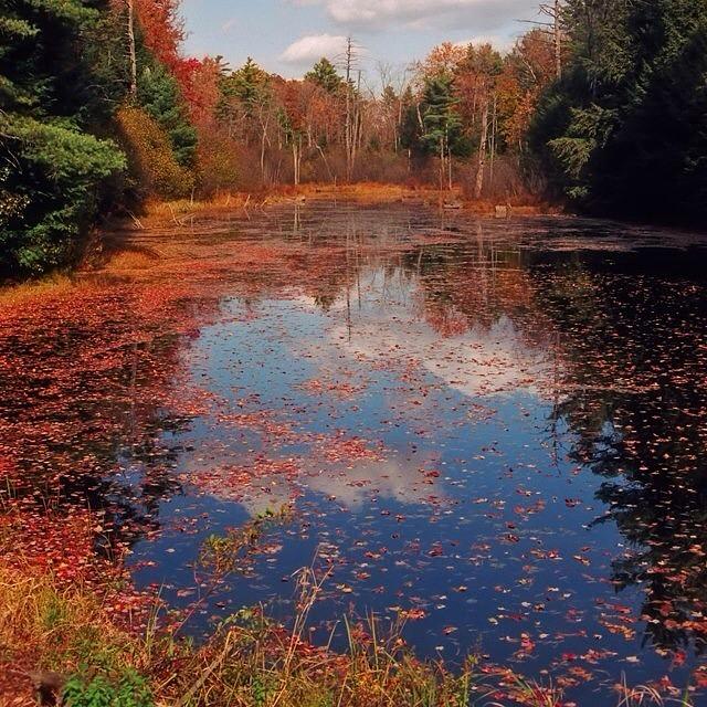 Fall Photograph - Peterborough Nh.  #newengland #1 by Joann Vitali