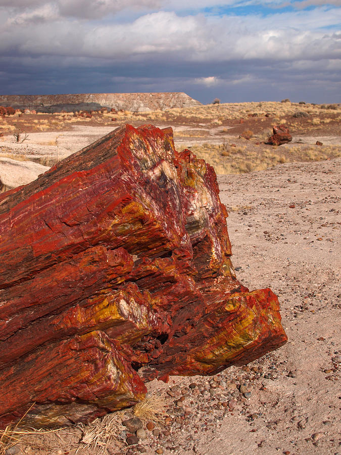 Petrified Forest National Park #2 Photograph by James Peterson