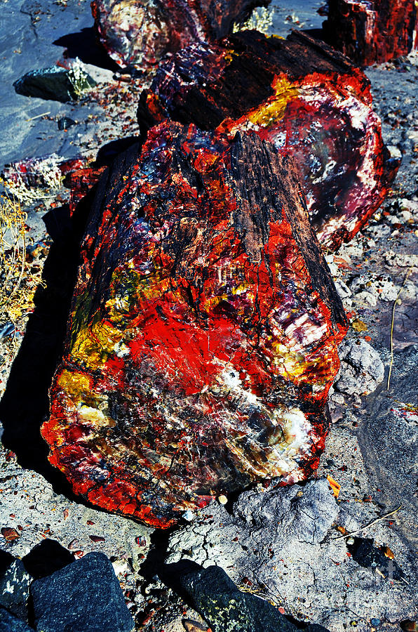 Unique Photograph - Petrified Wood Log Rainbow Crystalization at Petrified Forest National Park #1 by Shawn OBrien