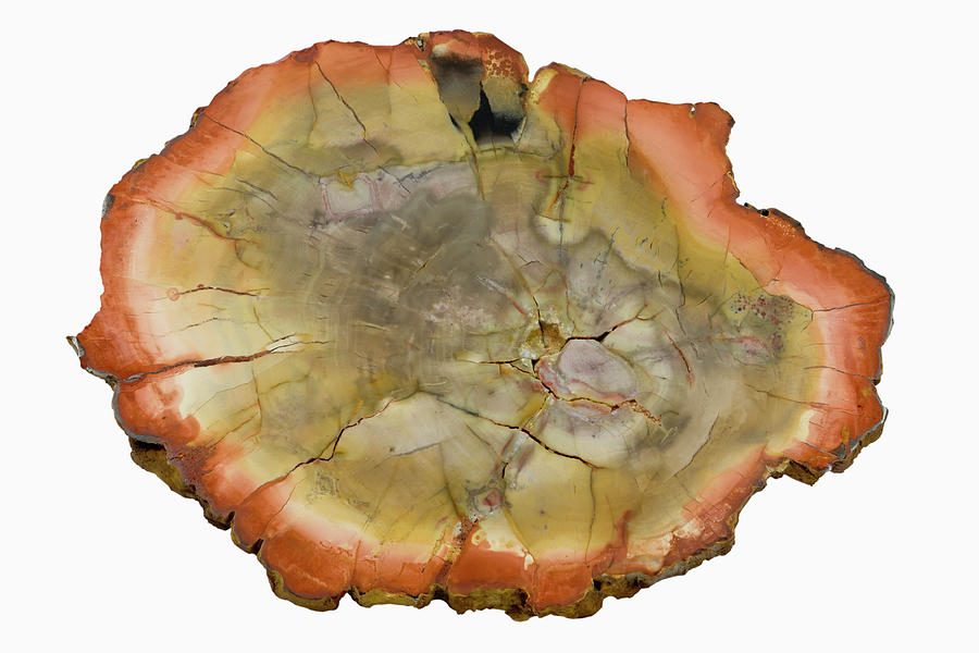Petrified Wood #1 Photograph by Science Stock Photography/science Photo Library