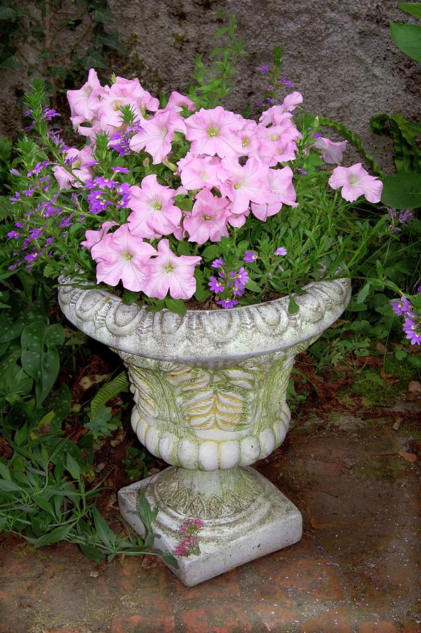 Petunia X Hybrida 'pink Lady' Photograph by Brian Gadsby/science Photo ...