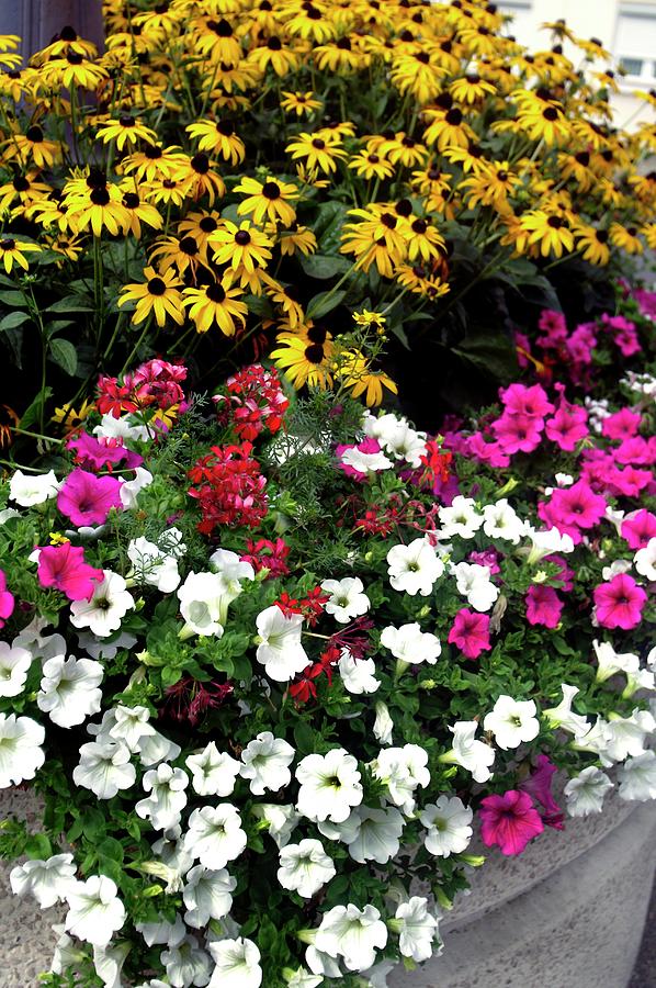 'petunias Photograph by Brian Gadsby/science Photo Library | Fine Art ...