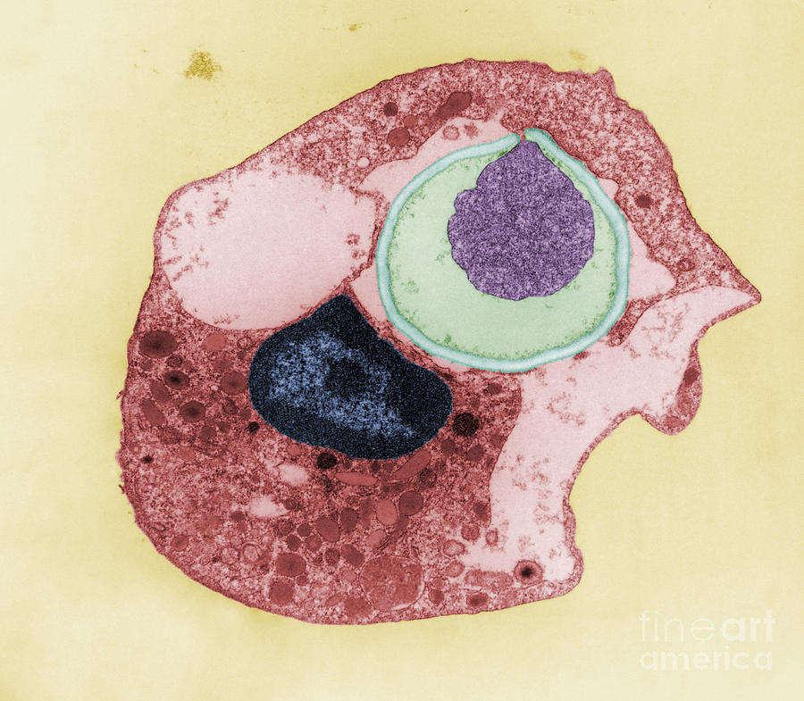 Phagocytosis #1 Photograph by Joseph F. Gennaro Jr.