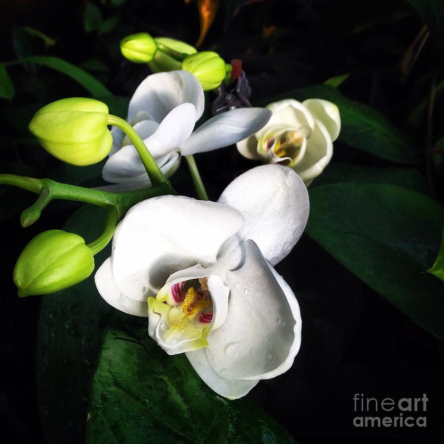 Phalaenopsis #3 Photograph by Angela Rath